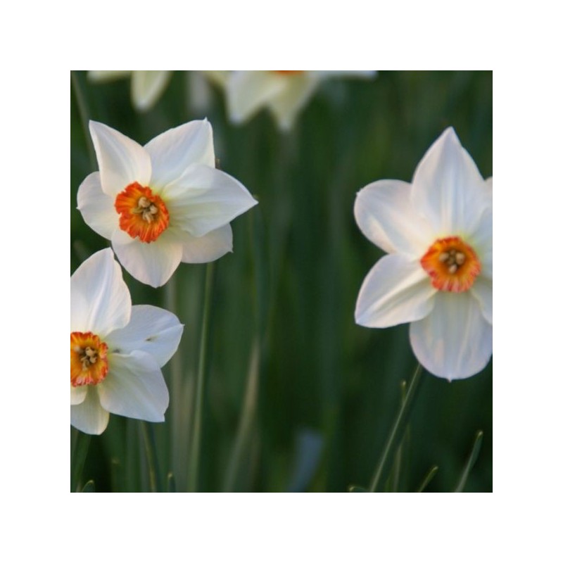 Narcissus 'Firetail'
