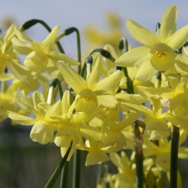 Narcissus 'Hawera'
