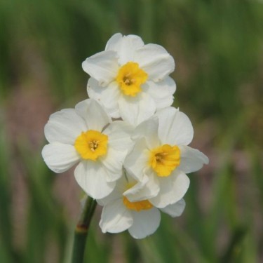 Narcissus 'Laurens Koster'