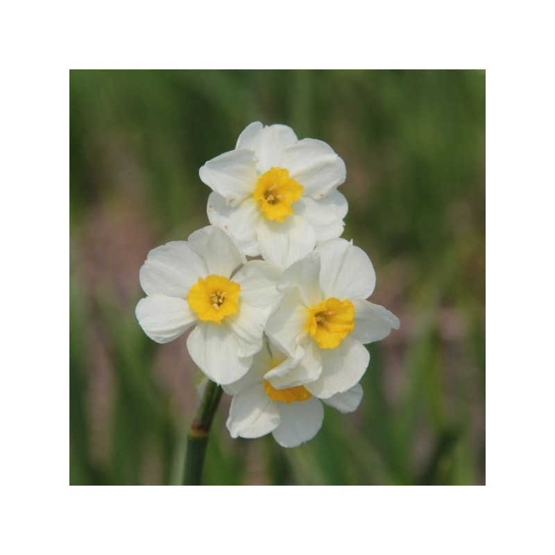 Narcissus 'Laurens Koster'