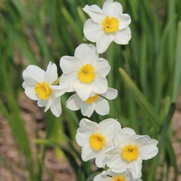 Narcissus 'Laurens Koster'