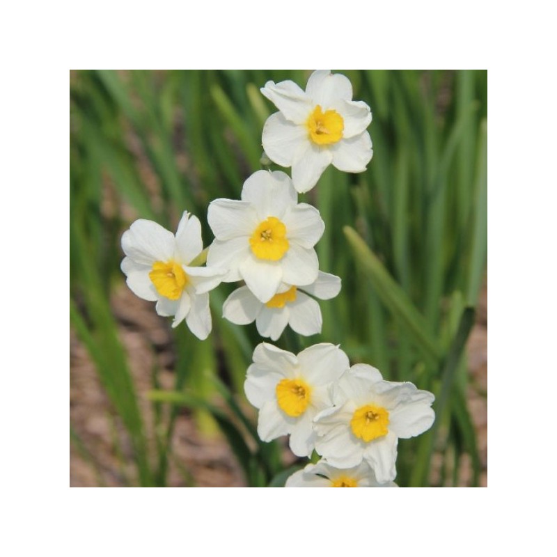 Narcissus 'Laurens Koster'