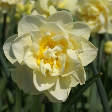 Narcissus 'Manly'
