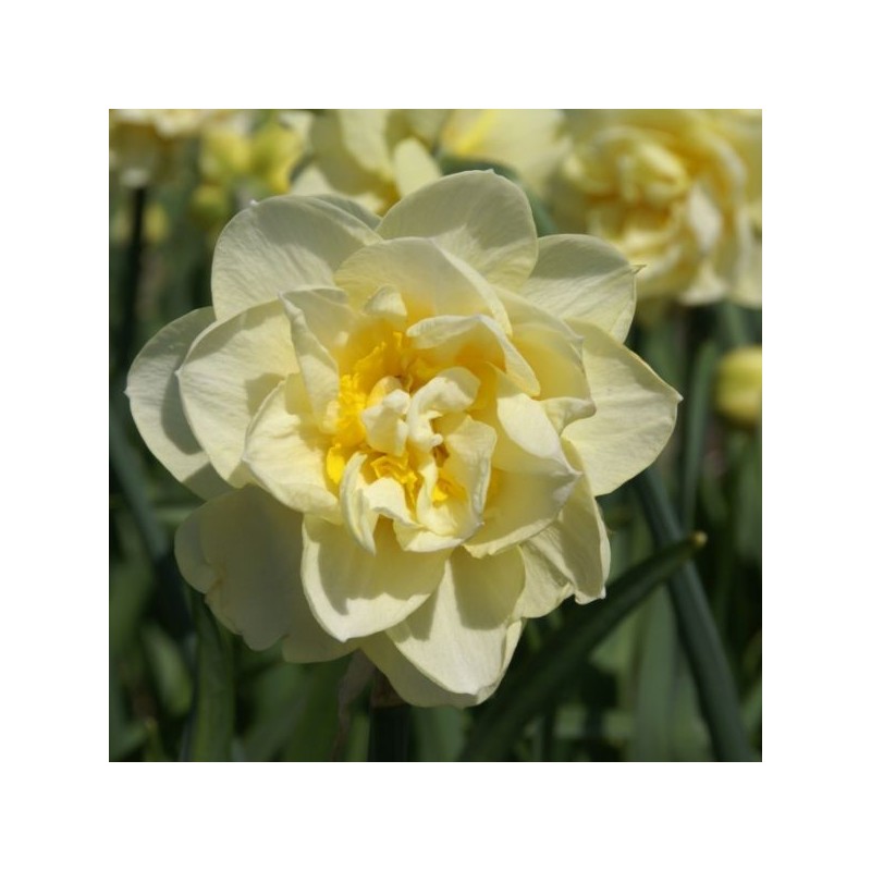 Narcissus 'Manly'