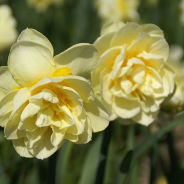 Narcissus 'Manly'