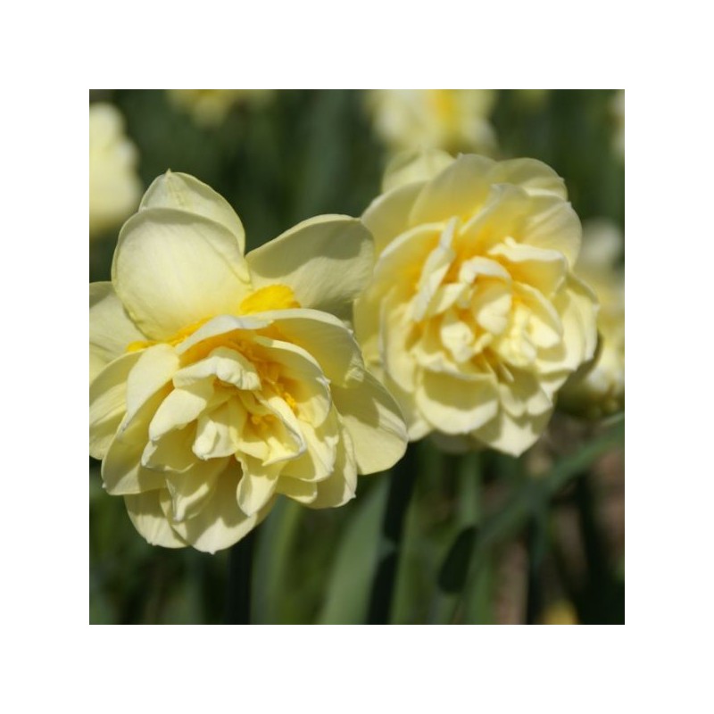 Narcissus 'Manly'