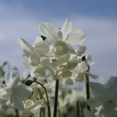 Narcissus 'Petrel'