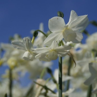 Narcissus 'Petrel'