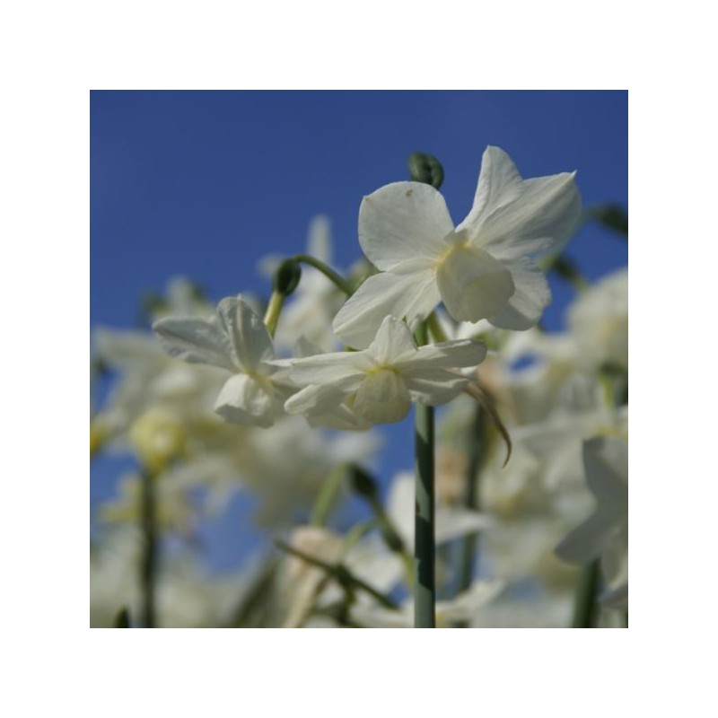 Narcissus 'Petrel'