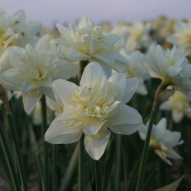 Narcissus 'Poolster'