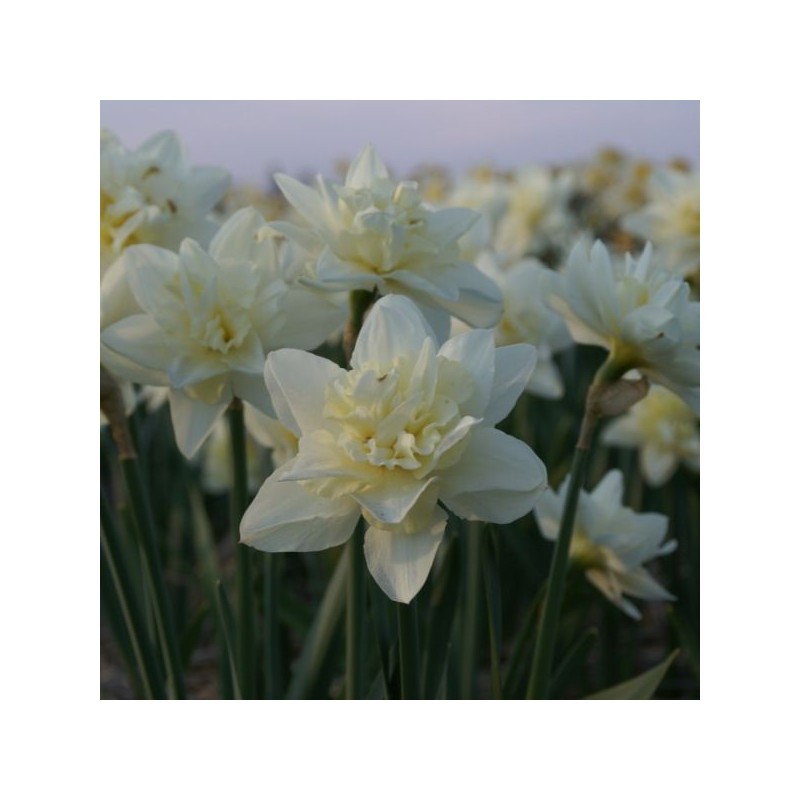 Narcissus 'Poolster'