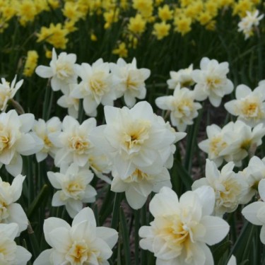 Narcissus 'Poolster'