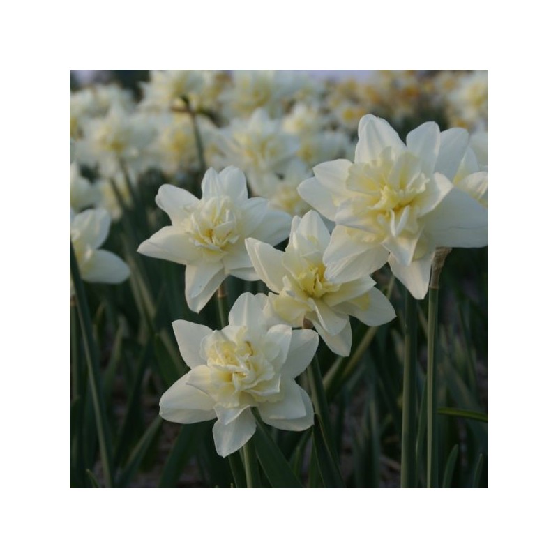 Narcissus 'Poolster'