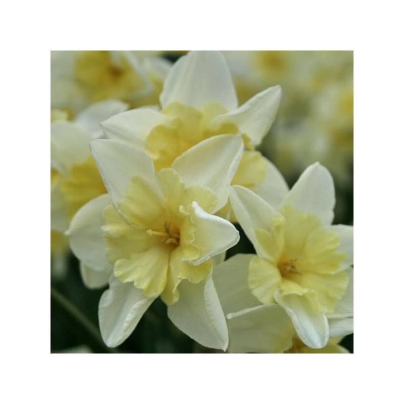 Narcissus 'Prom Dance'