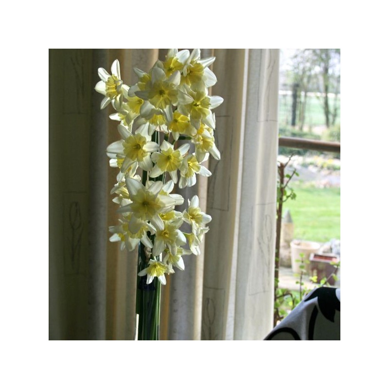 Narcissus 'Prom Dance'