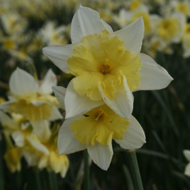 Narcissus 'Prom Dance'