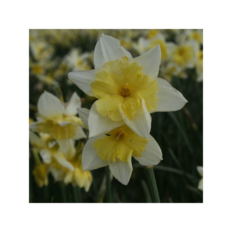 Narcissus 'Prom Dance'