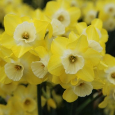 Narcissus 'Regeneration'