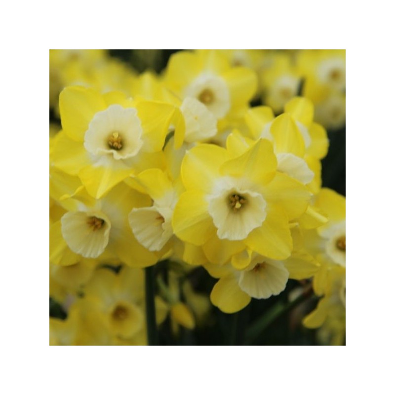 Narcissus 'Regeneration' Narcissus 'Regeneration'