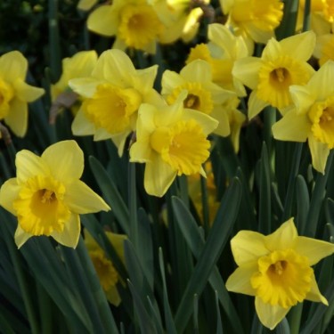 Narcissus 'Rijnveld's Early Sensation'