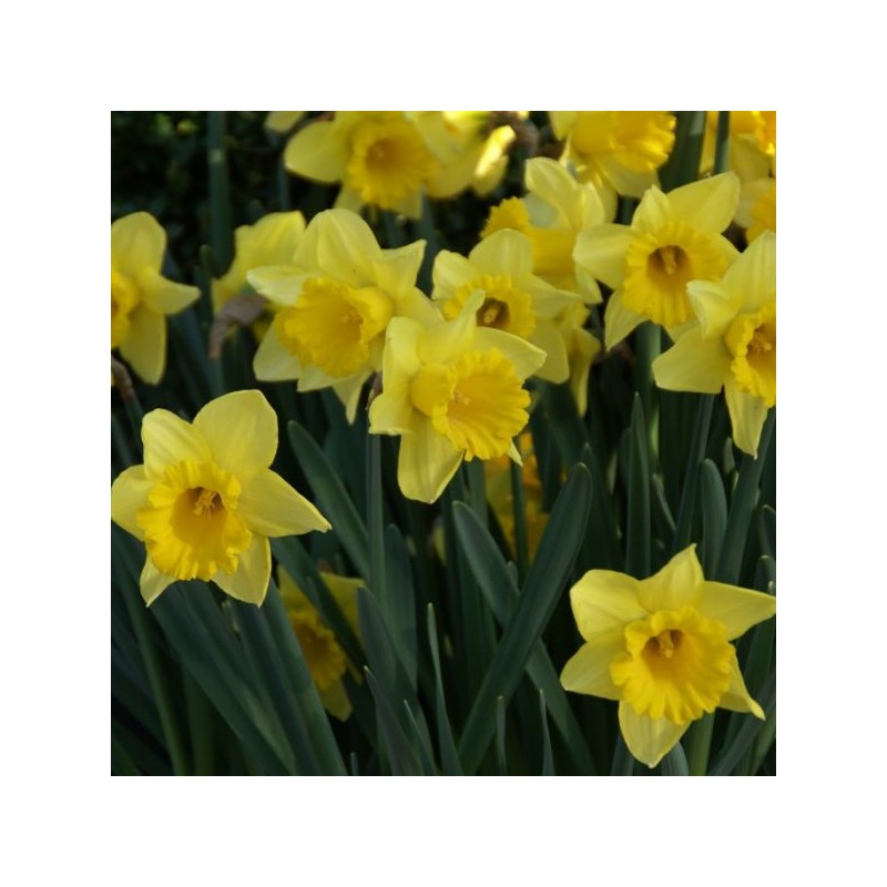 Narcissus 'Rijnveld's Early Sensation'