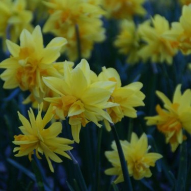 Narcissus 'Rip van Winkle'