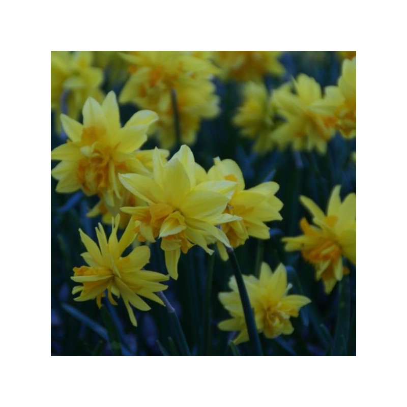 Narcissus 'Rip van Winkle'