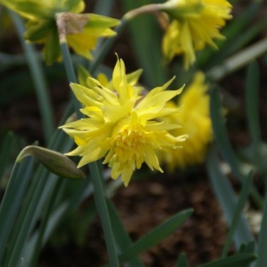 Narcissus 'Rip van Winkle'