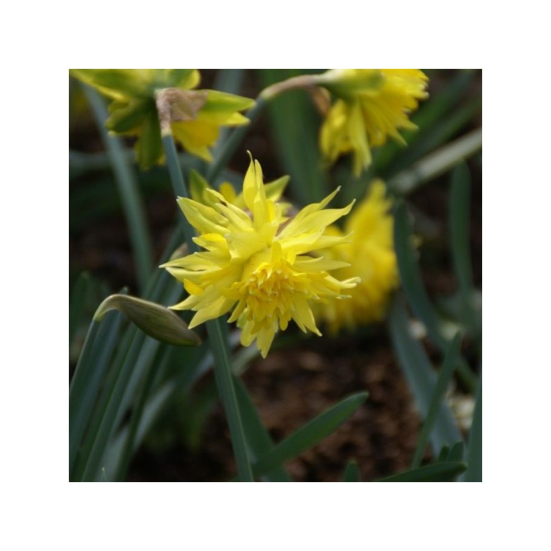 Narcissus 'Rip van Winkle'