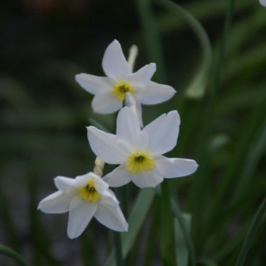 Narcissus 'Segovia'