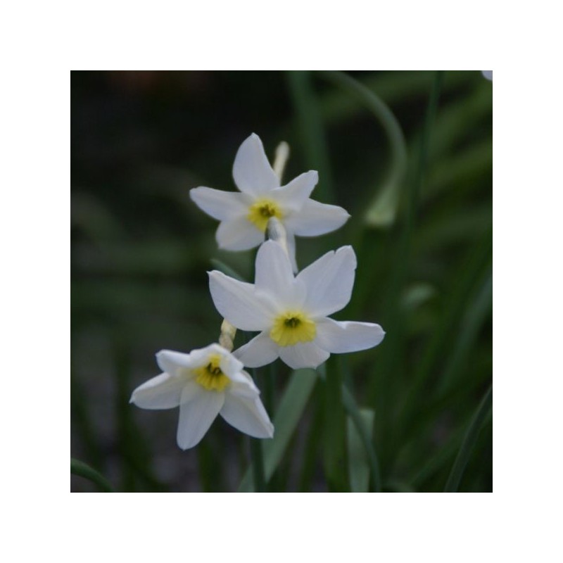 Narcissus 'Segovia'