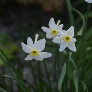 Narcissus 'Segovia'