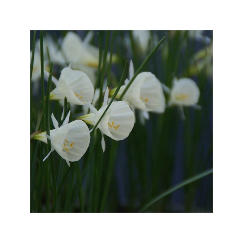 Narcissus 'Spoirot'