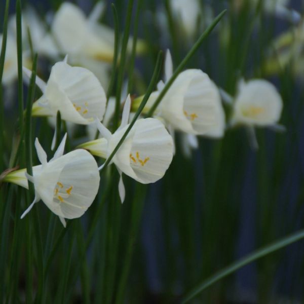 Narcissus 'Spoirot'