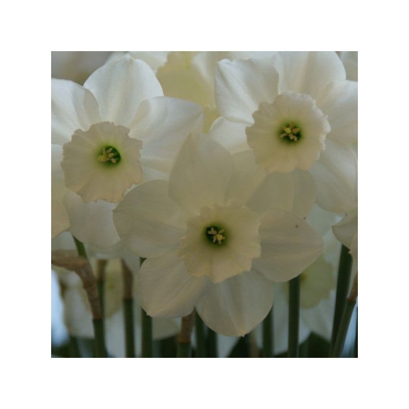 Narcissus 'Stainless'
