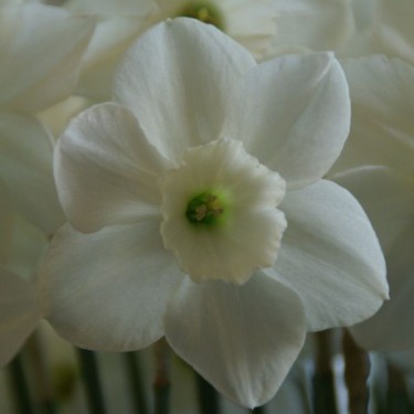 Narcissus 'Stainless'