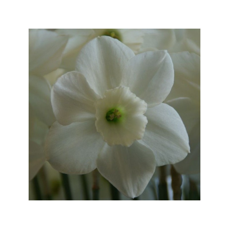 Narcissus 'Stainless'