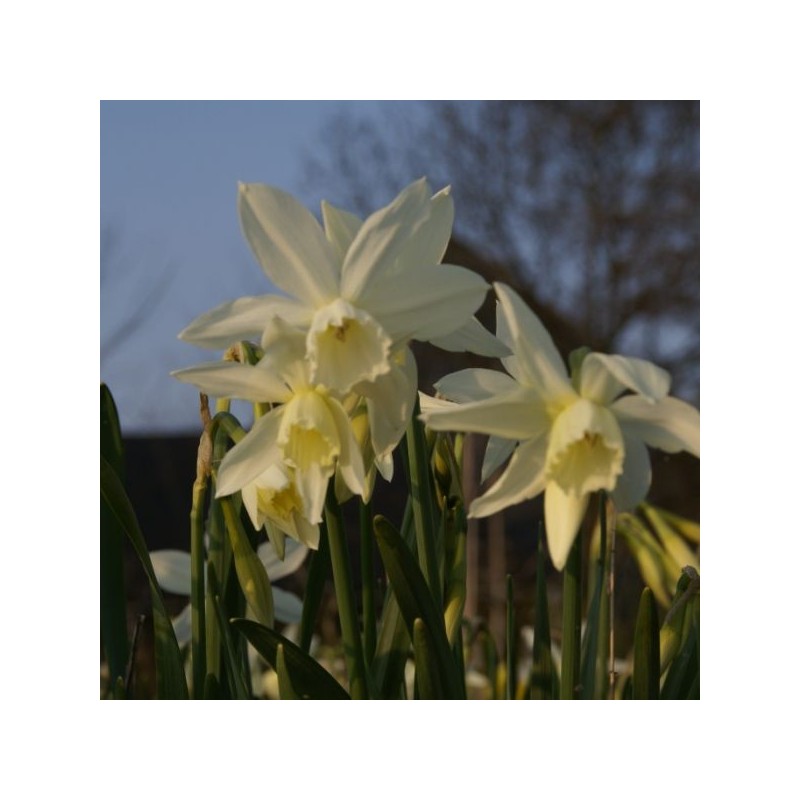 Narcissus 'Thalia'