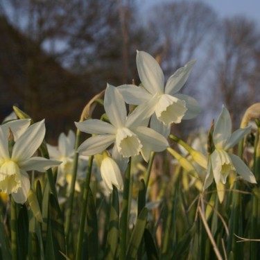 Narcissus 'Thalia'