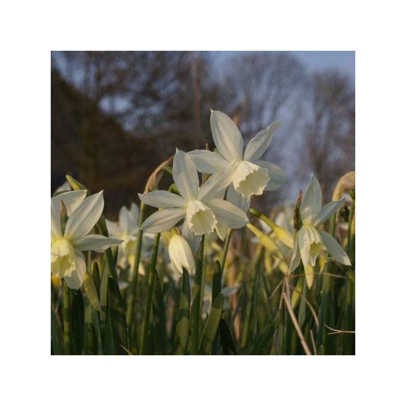Narcissus 'Thalia'