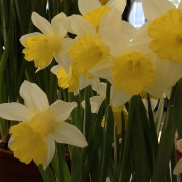 Narcissus 'Topolino'