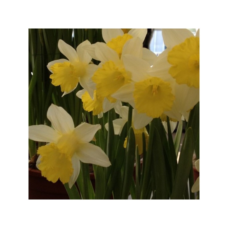 Narcissus 'Topolino'