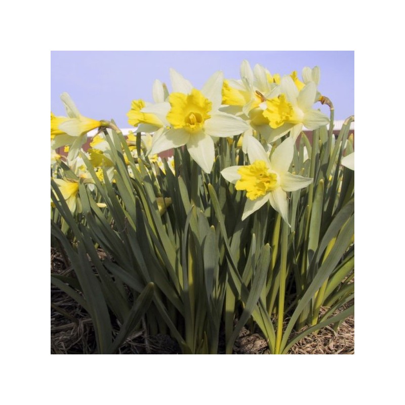 Narcissus 'Topolino'