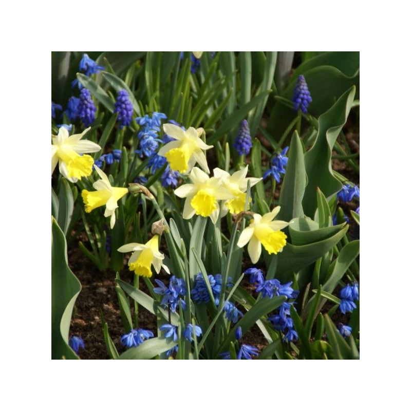 Narcissus 'Topolino'