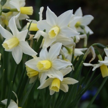 Narcissus 'Toto'