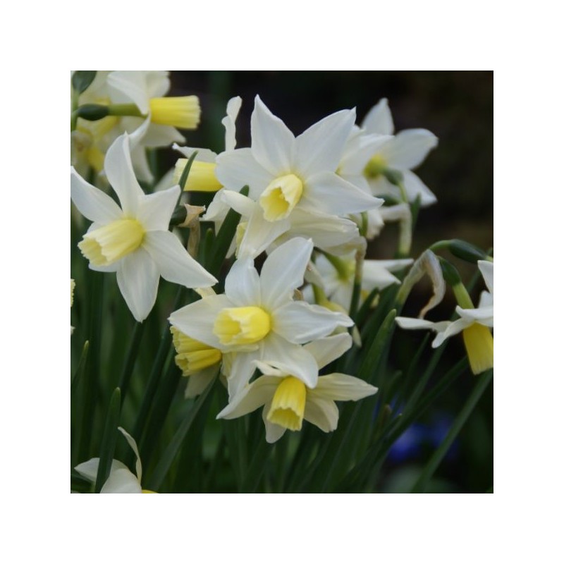 Narcissus 'Toto'