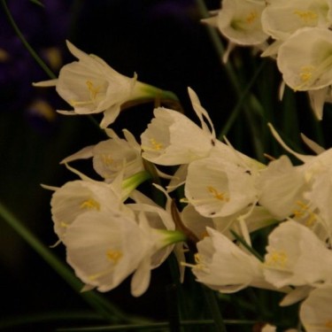 Narcissus cantabricus