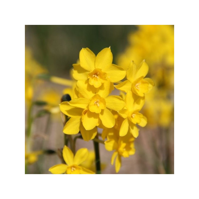 Narcissus jonquilla var. henriquesii