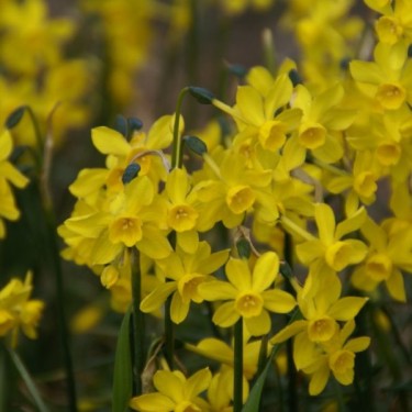 Narcissus jonquilla var. henriquesii
