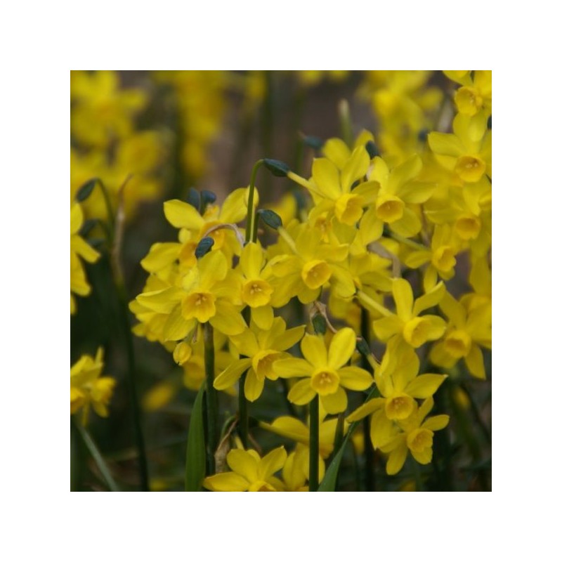 Narcissus jonquilla var. henriquesii